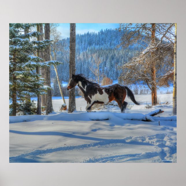 Trotting Pinto Paint Stallion & Winter Snows Poster (Front)