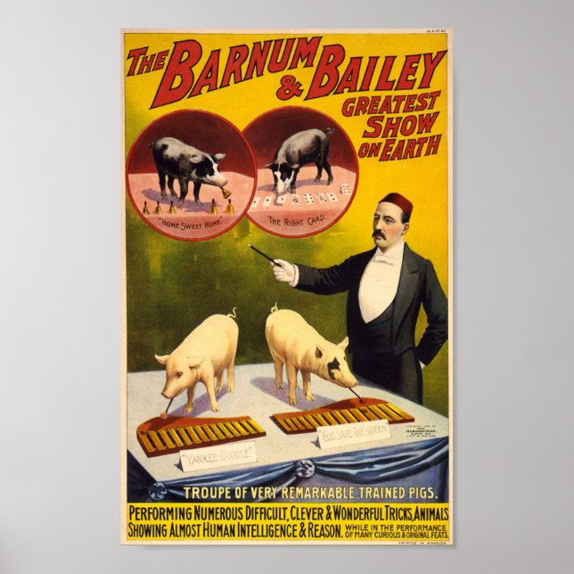 Troupe of Remarkable Trained Pigs Circus Poster (Front)