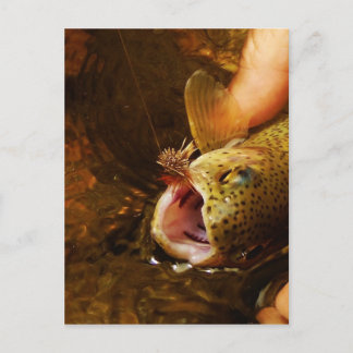 Trout and Fly Postcard