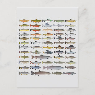 Trout, Char, Grayling, Hucho and Whitefish Group Postcard