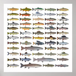 Trout, Char, Grayling, Hucho and Whitefish Group Poster