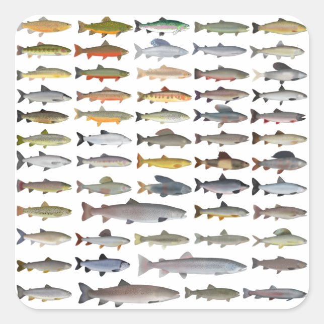 Trout, Char, Grayling, Hucho and Whitefish Group Square Sticker (Front)