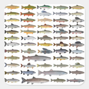 Trout, Char, Grayling, Hucho and Whitefish Group Square Sticker