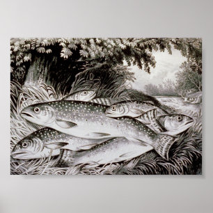 Trout Fishing Vintage Image Poster