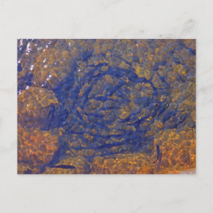 Trout in a Tight Ball in a Pond, Charlevoix, MI Postcard