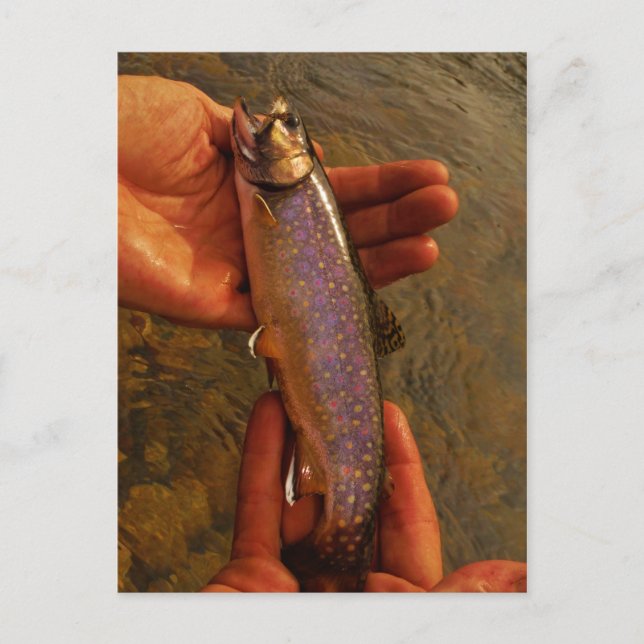 Trout in Hands Postcard (Front)
