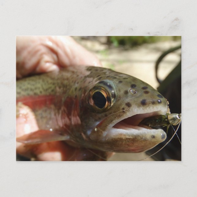Trout in Hands Postcard (Front)