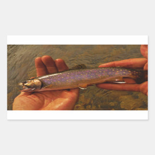 Trout in Hands Rectangular Sticker