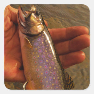 Trout in Hands Square Sticker