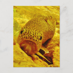 Trout in stream postcard