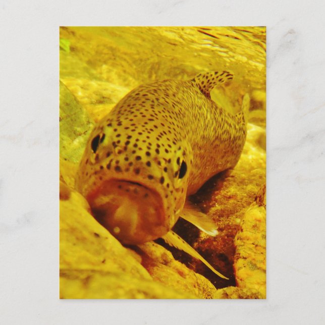 Trout in stream postcard (Front)