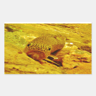 Trout in stream rectangular sticker
