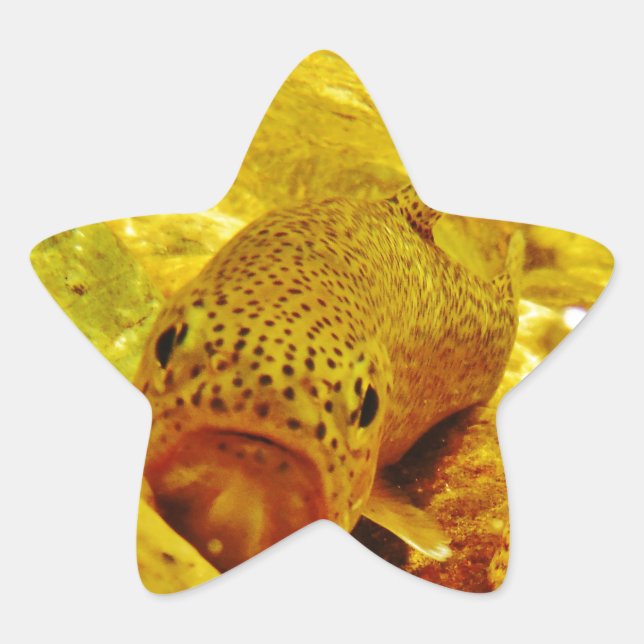 Trout in stream star sticker (Front)
