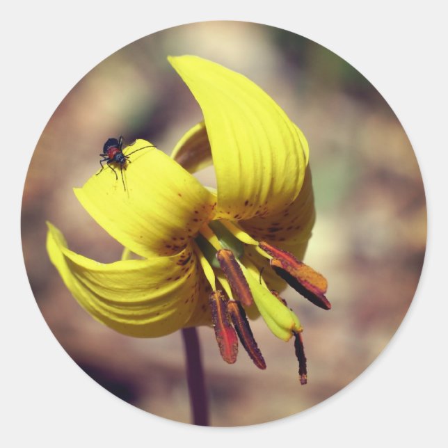 Trout Lily Flower And Friend  Classic Round Sticker (Front)