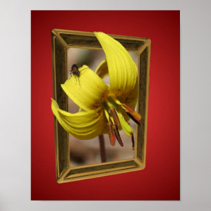 Trout Lily Flower Out Of Bounds Poster