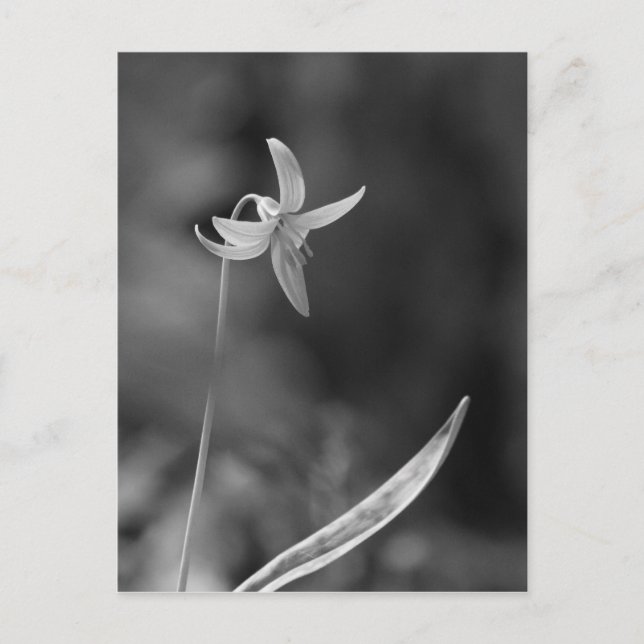 Trout Lily Postcard (Front)