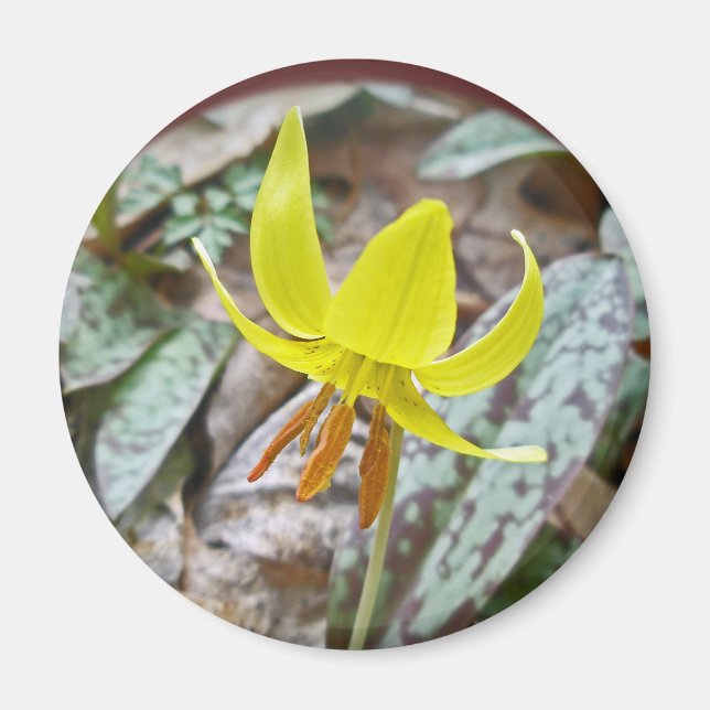Trout Lily Wildflower - Erythronium americanum Magnet (Front)