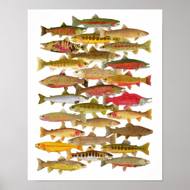 Trout & Salmon Species Poster (Front)