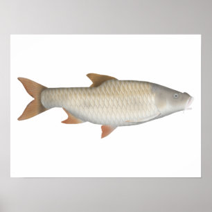 True big-scale tetra poster