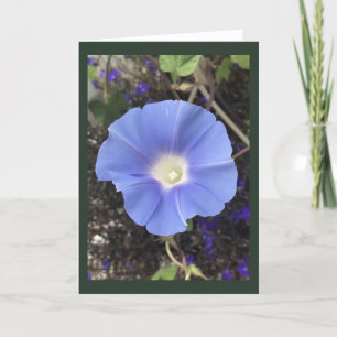 True Blue Morning Glory Card