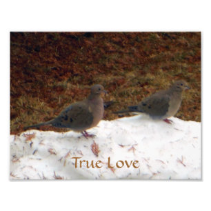True Love Mourning Doves Photo Print