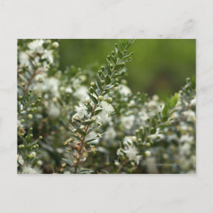 true myrtle in flower postcard