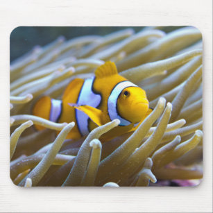True Percula Clownfish in Anemone Mouse Mat