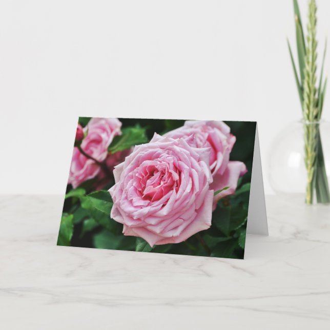 True Pink Heirloom Rose Blank Note Card (Front)