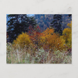 Truly Smokie Mountain Autumn Postcard
