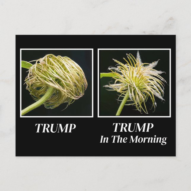 Trump Hair Postcard (Front)