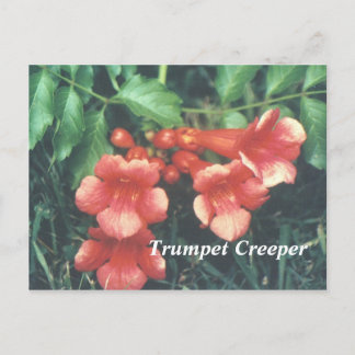 Trumpet creeper postcard
