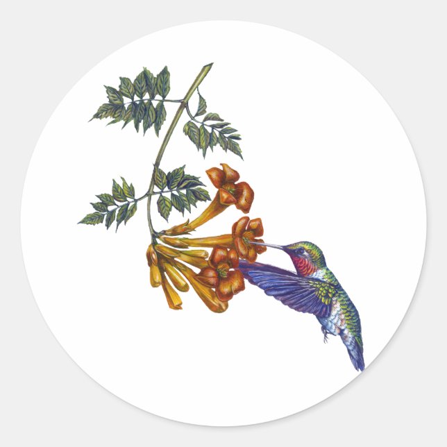 Trumpet Creeper Ruby Throated Hummingbird Classic Round Sticker (Front)
