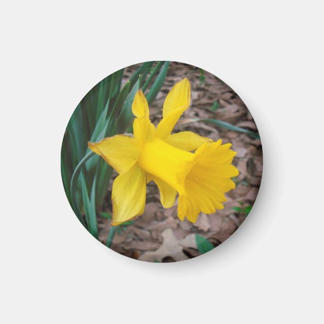 Trumpet Daffodil Small Round Magnet (Front)