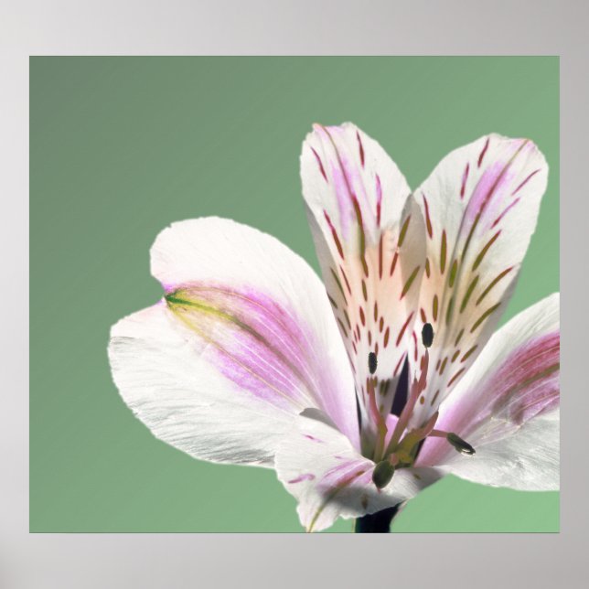 Trumpet Lily Poster (Front)