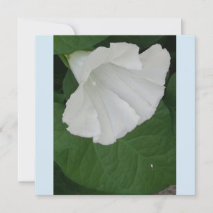 Trumpet shaped white flower invitation