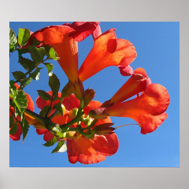 Trumpet Vine Flowers Poster (Front)