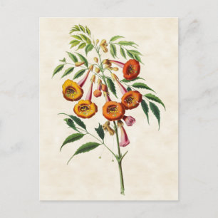 Trumpet Vine Vintage Botanical Postcard