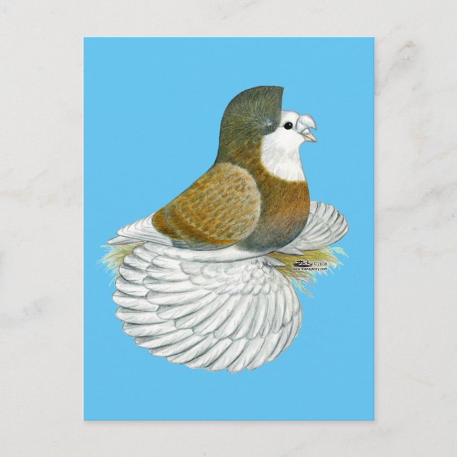 Trumpeter Pigeon AOC Baldhead Postcard (Front)