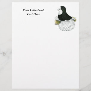 Trumpeter Pigeon Black Baldhead