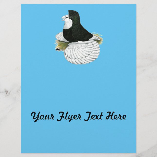Trumpeter Pigeon Black Baldhead Flyer (Front)