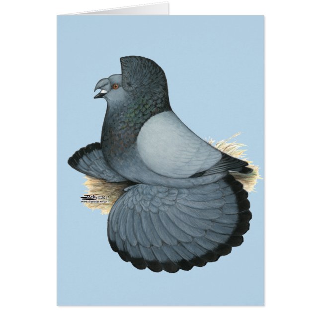 Trumpeter Pigeon Blue Barless (Front)