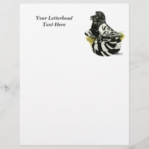 Trumpeter Pigeon Dark Splash