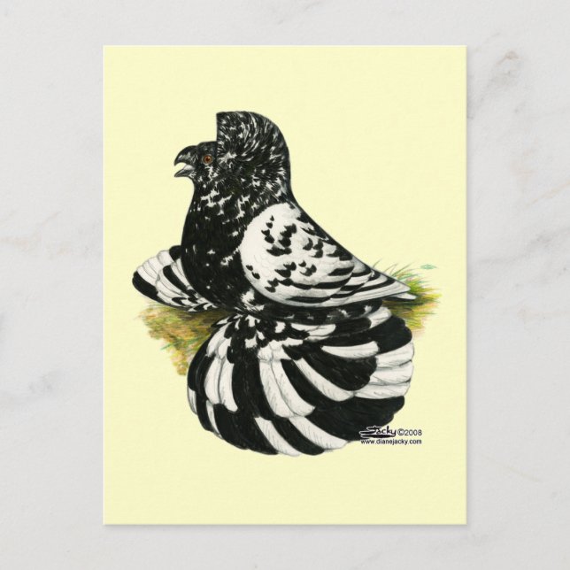 Trumpeter Pigeon Dark Splash Postcard (Front)