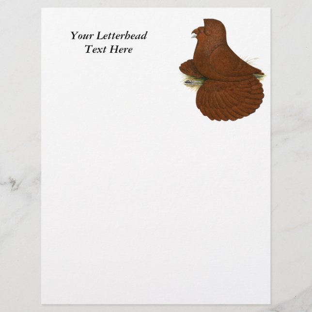 Trumpeter Pigeon Red (Front)