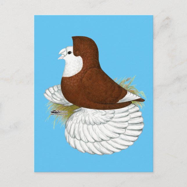 Trumpeter Pigeon Red Baldhead Postcard (Front)