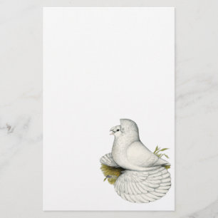 Trumpeter Pigeon White