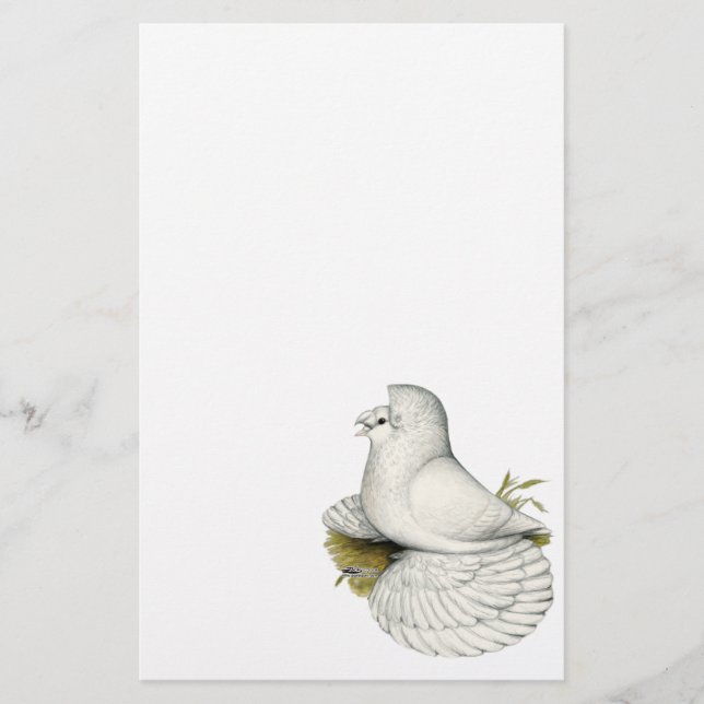 Trumpeter Pigeon White (Front)
