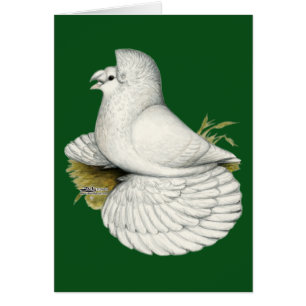 Trumpeter Pigeon White
