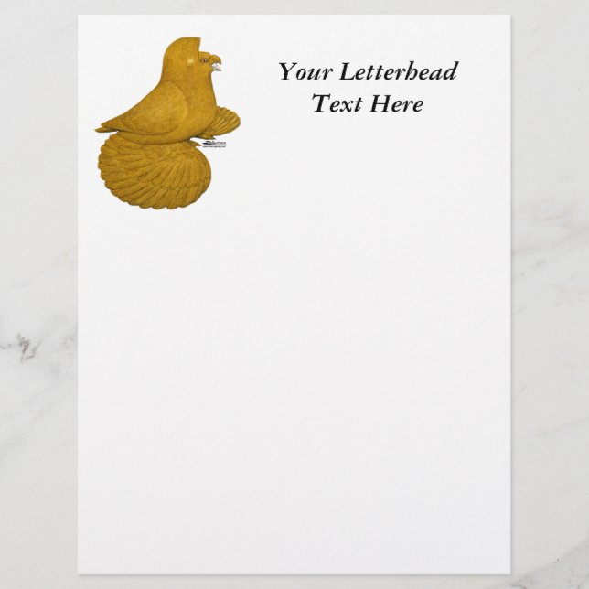 Trumpeter Pigeon Yellow (Front)