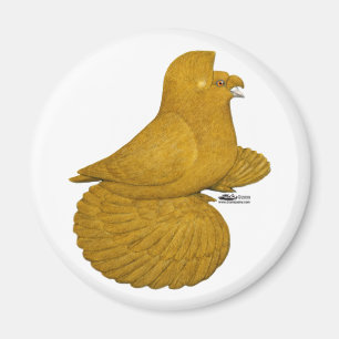 Trumpeter Pigeon Yellow Magnet